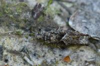 Epinotia immundana