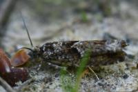 Epinotia immundana
