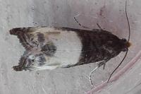 Notocelia cynosbatella