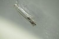 Lyonetia clerkella