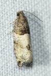 Gypsonoma aceriana