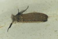 Ochsenheimeria taurella