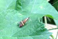 Nemophora degeerella