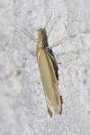 Pleurota