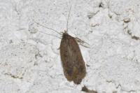 Bryotropha