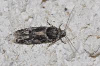 Recurvaria nanella