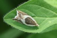 Ancylis badiana