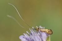 Nemophora metallica