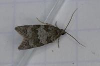 Cnephasia