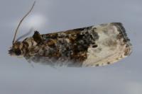Hedya nubiferana