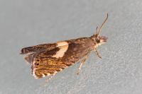 Dichrorampha petiverella