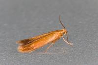 Tischeria