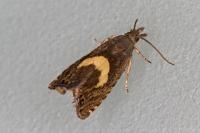 Dichrorampha petiverella