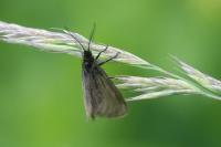 Heterogynis penella
