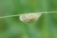 Heterogynis penella