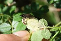 Heterogynis penella