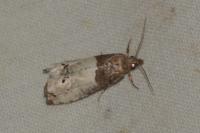 Notocelia roborana