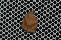 Pandemis dumetana