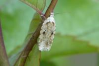 Agonopterix arenella