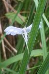 Pterophorus pentadactylus