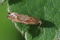 Eucosma gr. cana