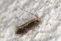 Monopis crocicapitella
