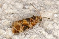 Lobesia reliquana