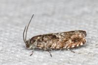 Pammene argyrana