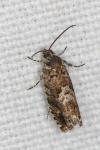 Pammene argyrana