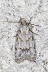 Symmoca signatella