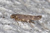 Bryotropha