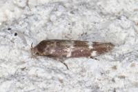 Mompha subbistrigella