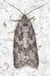 Cnephasia