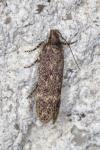 Bryotropha