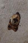 Acleris variegana
