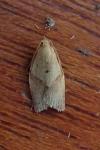 Clepsis consimilana