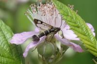 Synanthedon tipuliformis