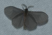 Sterrhopterix fusca