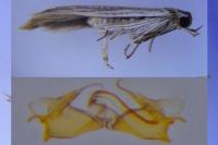 Coleophora pseudorepentis