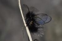 Ptilocephala