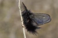 Ptilocephala