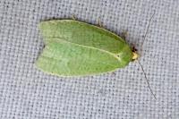 Tortrix viridana