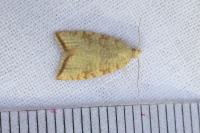 Aleimma loeflingiana