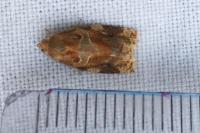 Archips xylosteana