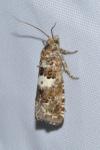 Epiblema gr. sticticana
