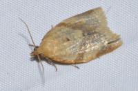 Clepsis consimilana