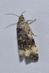 Endothenia gr. gentianaeana