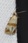 Phalonidia contractana