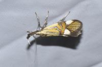 Alabonia geoffrella