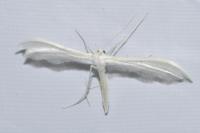 Pterophorus pentadactylus